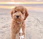 Happy Pet! Happy Life! - Saniipetz