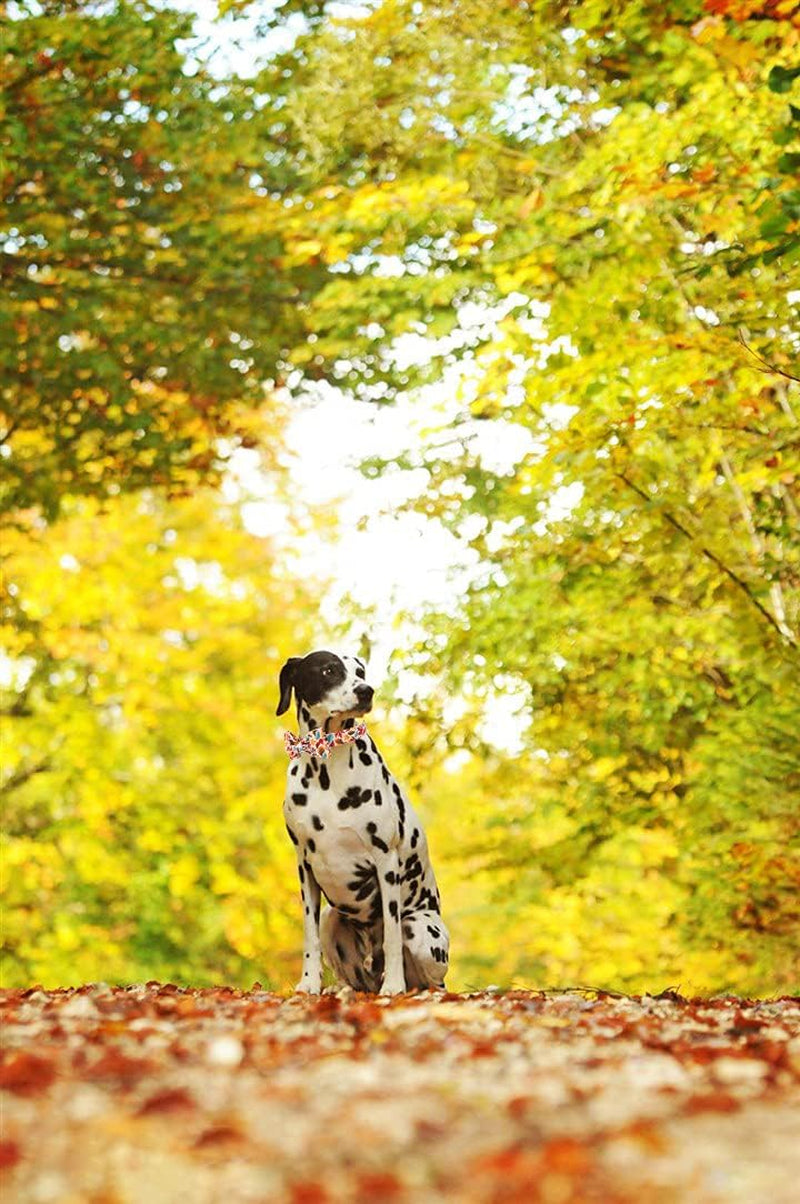 Stylish Fall Dog Collars with Bow Ties - Perfect for Your Furry Fashionista! ๐๐พ
