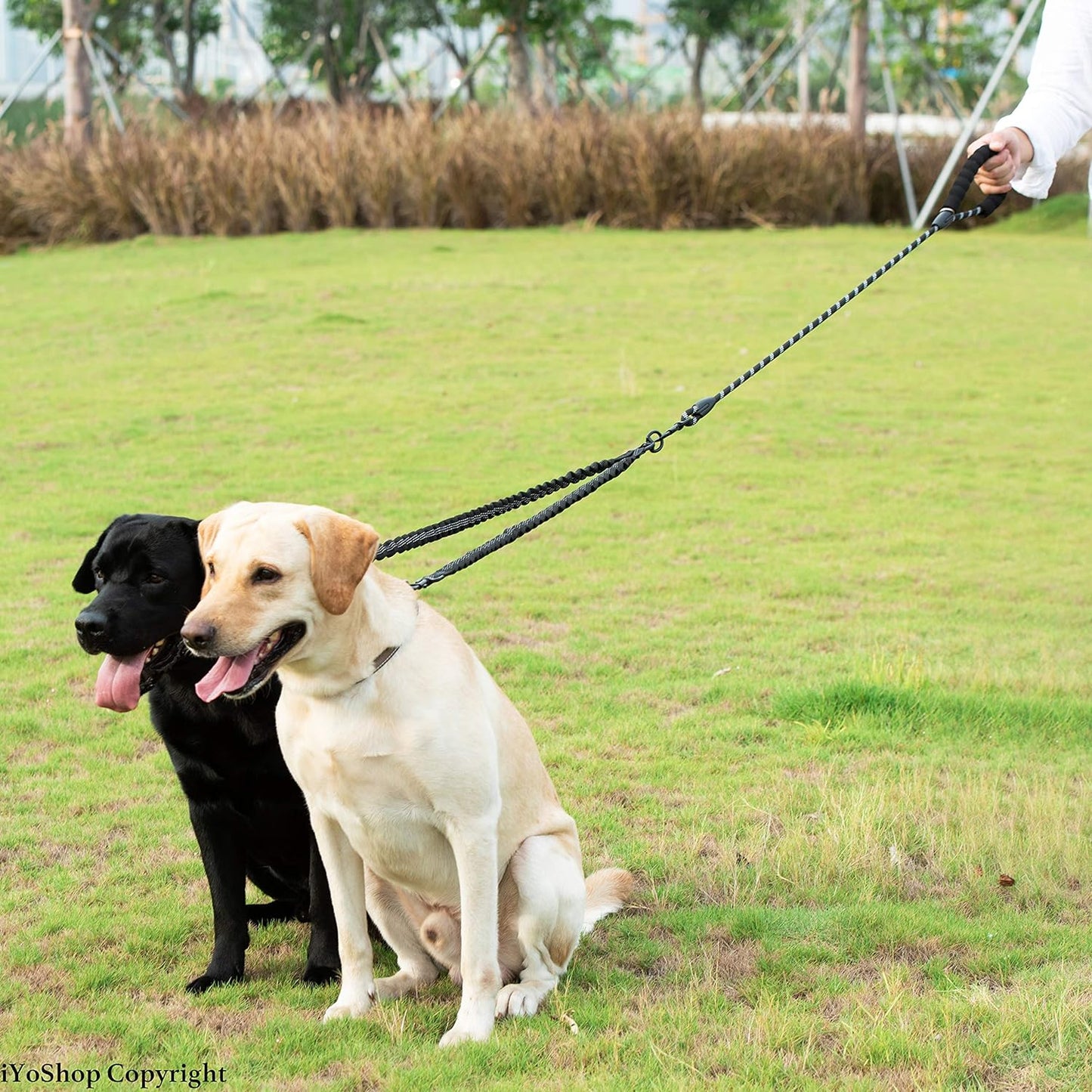 Walk Together, Untangled! 🐾✨ Introducing the Dual Dog Leash - 360° Swivel & Shock Absorbing Bungee for Stress-Free Strolls with Your Furry Duo! Perfect for Large Pups (25-150 Lbs) 🐶❤️ #DogLovers #PetParenting