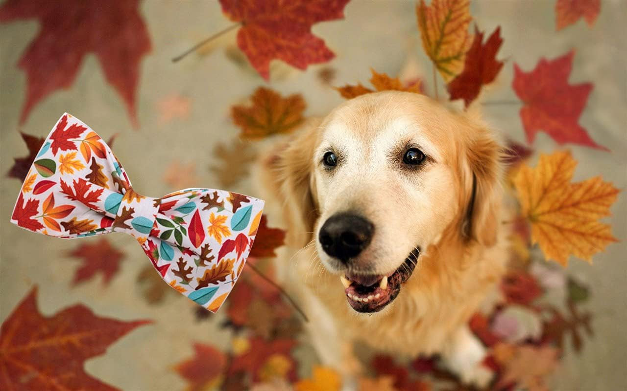 Stylish Fall Dog Collars with Bow Ties - Perfect for Your Furry Fashionista! ๐๐พ