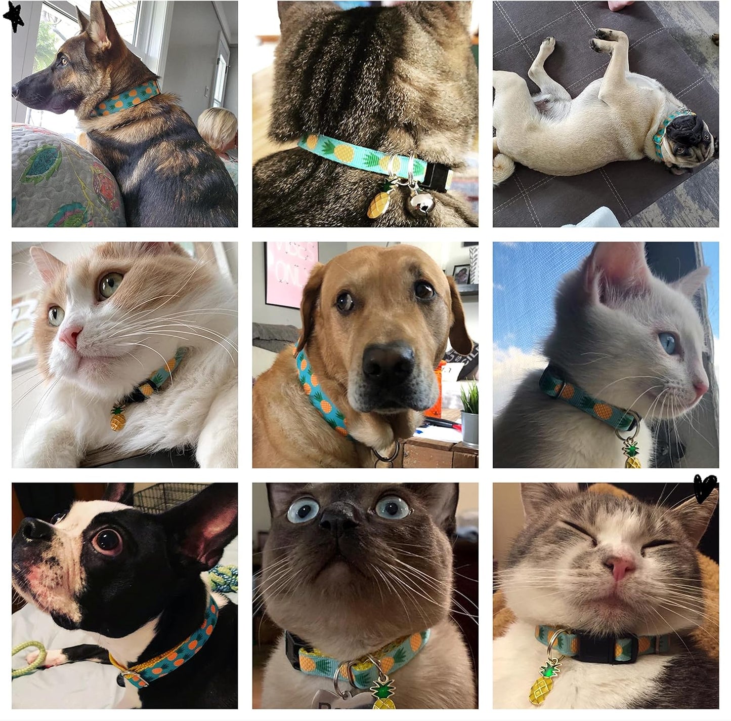 Tropical Vibes for Your Furry Friends! πΎπ΄ Stylish Cat & Dog Collars and Leashes for All Sizes! πΆπ»