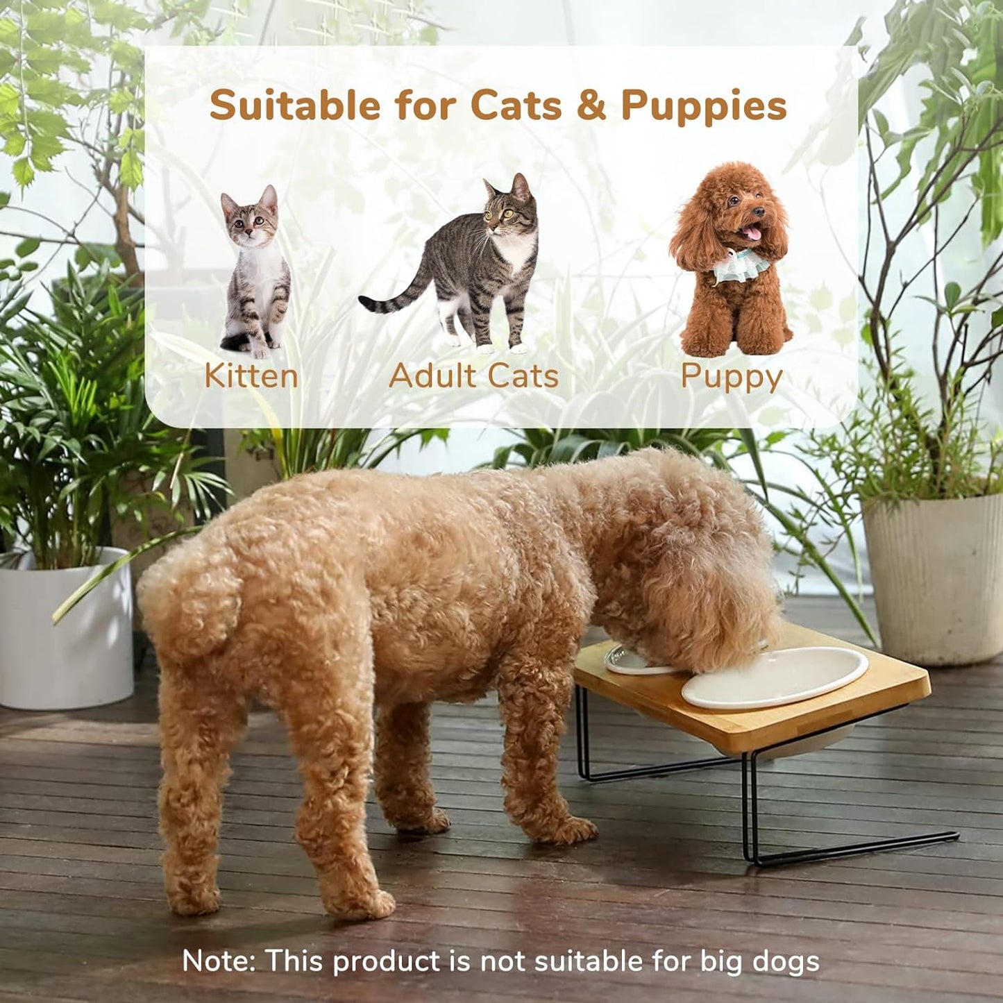 Stylish Elevated Cat & Small Dog Bowls with Bamboo Stand - Perfect Feeding Solution! 🐾✨