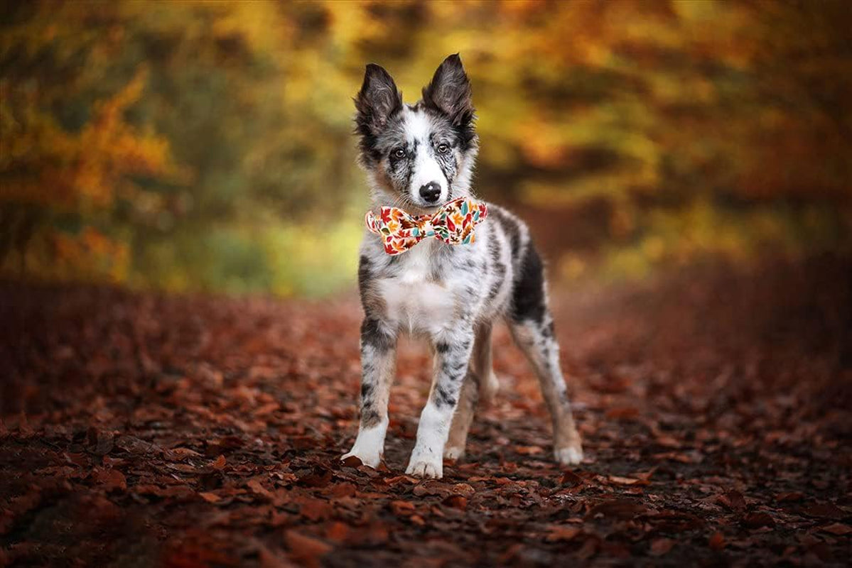Stylish Fall Dog Collars with Bow Ties - Perfect for Your Furry Fashionista! ๐๐พ