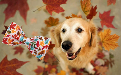 Stylish Fall Dog Collars with Bow Ties - Perfect for Your Furry Fashionista! 🍂🐾