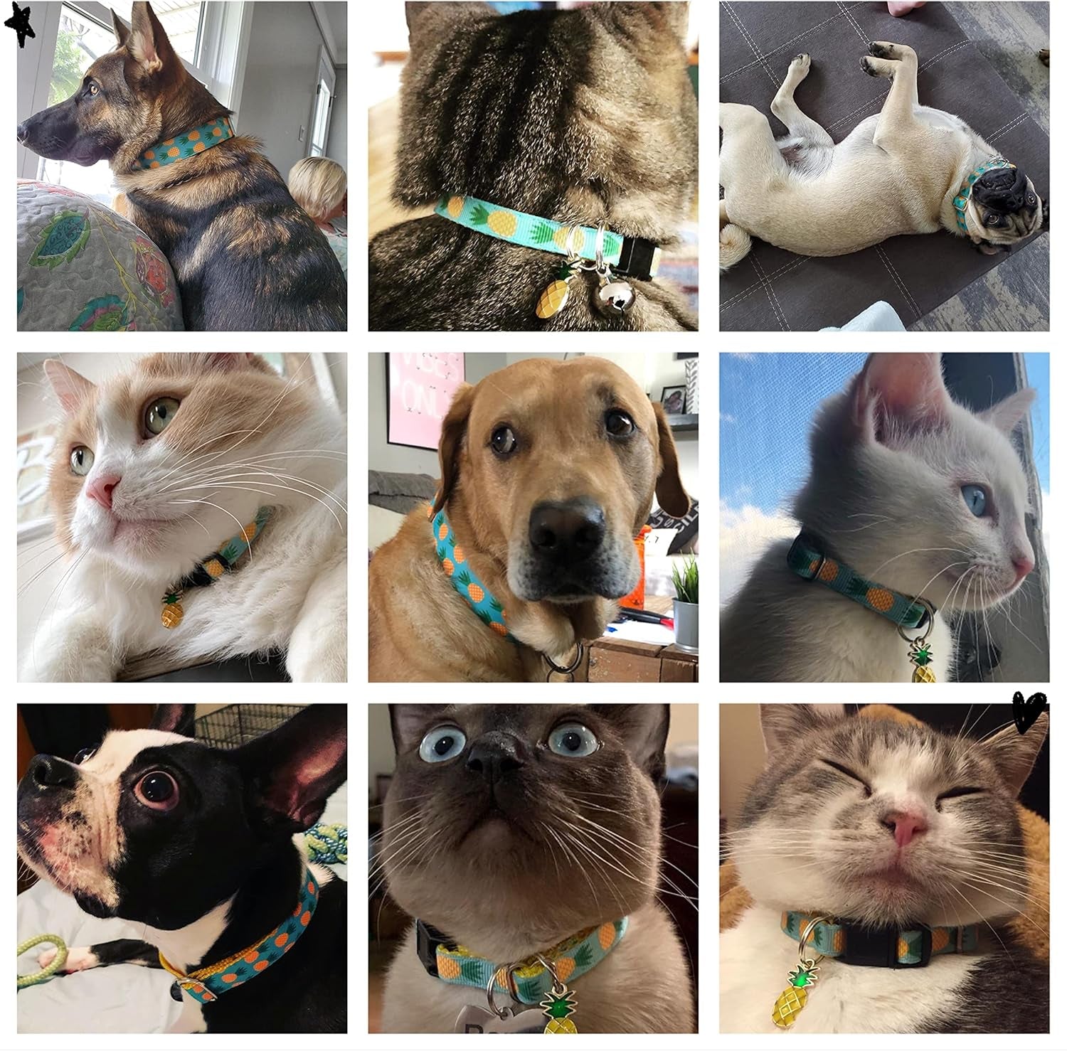 Tropical Vibes for Your Furry Friends! 🐾🌴 Stylish Cat & Dog Collars and Leashes for All Sizes! 🐶😻